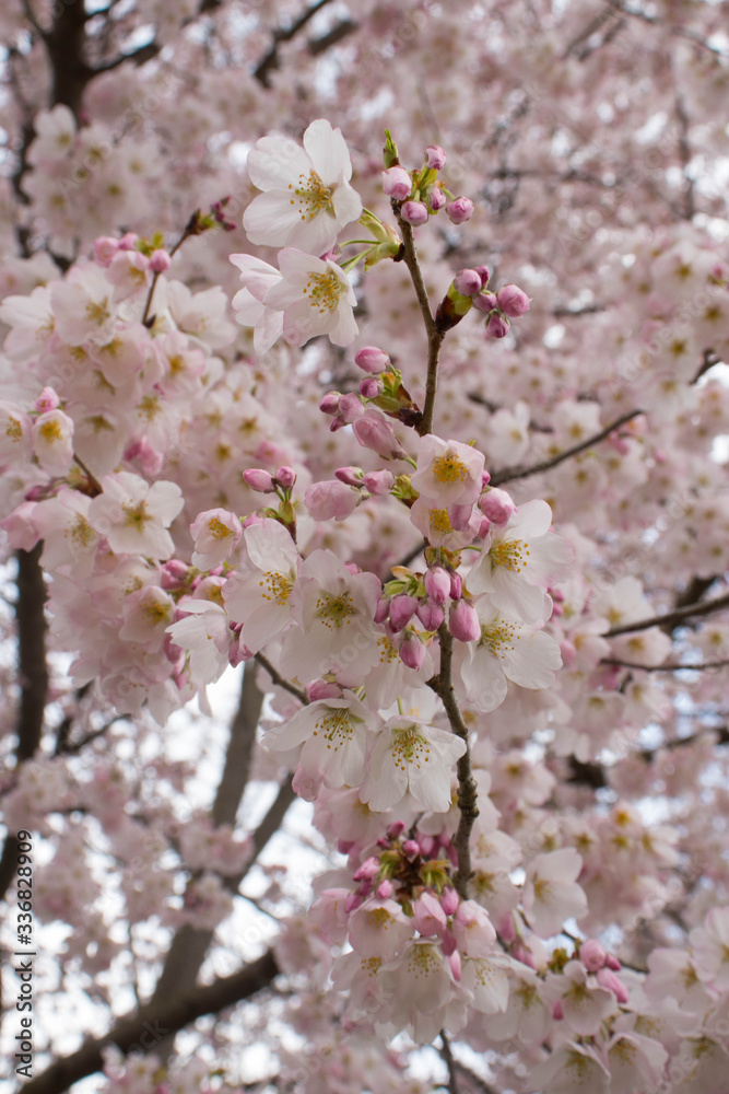 Close up on pink and white cherry blossoms budding in the springtime
