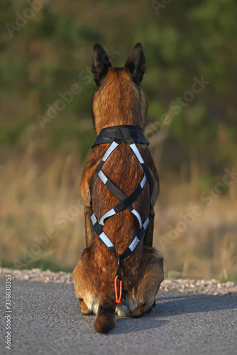 Obraz na plátně Obedient Belgian Shepherd dog Malinois posing outdoors on an asphalt wearing a black X-back sleddog harness with reflectors