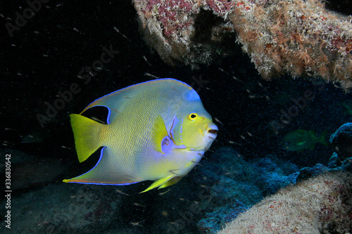 Angelfish