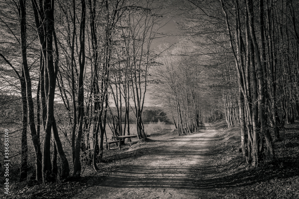 Obraz premium road in the woods