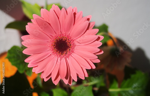 Tableau sur toile Beautiful blooming dark pink Daisy on a background of green leaves