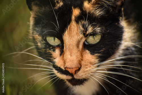 Fototapeta Naklejka Na Ścianę i Meble -  Beautiful female stray cat staring at the camera lens