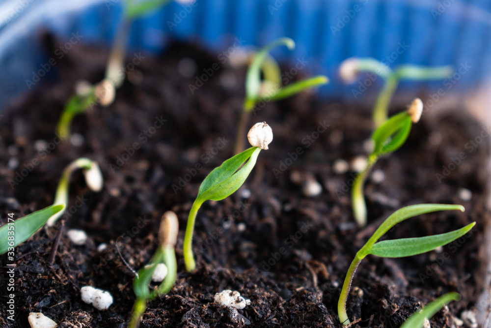 Pepper seeds sprout in a home garden Pepper seeds sprout in a home garden