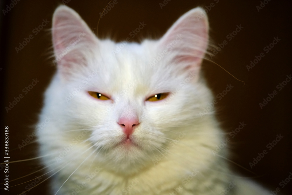 white cat with yellow eyes close-up