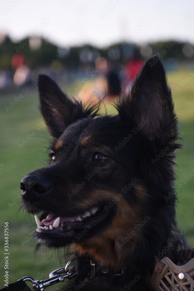 custom made wallpaper toronto digitalThe dog who looks the sunset