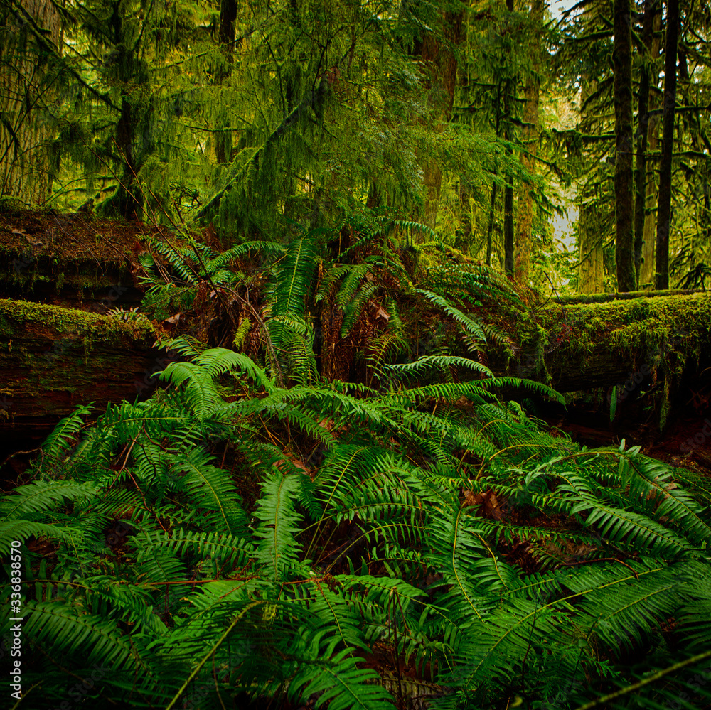 MacMillan Provincial Park. The park is home to a famous, 157 hectare stand of ancient Douglas-fir, known as Cathedral Grove. MacMillan Provincial Park. The park is home to a famous, 157 hectare stand of ancient Douglas-fir, known as Cathedral Grove.