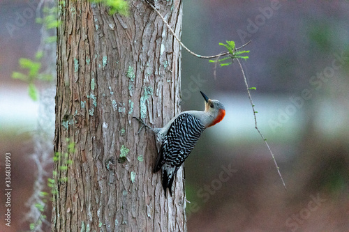 Pecking red bellied woodpecker Melanerpes carolinus photo