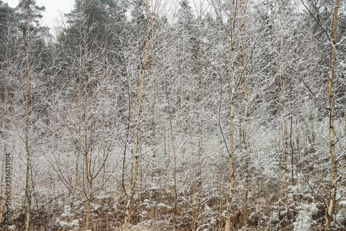 Fototapeta Naklejka Na Ścianę i Meble -  trees branches covered with snow