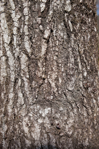 Fototapeta Naklejka Na Ścianę i Meble -  カエデの木の樹皮	