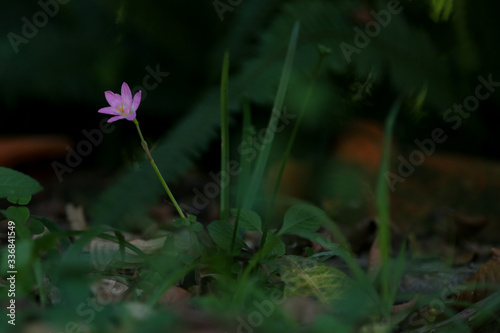 pequena florzinha cor de rosa no meio do mato