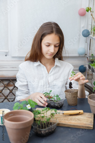 Caucasian teen girl dive tomato seedlings picking intoindividual pots. Sprout transplant. Springtime, gardening on balcony.