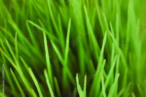 A very green grass background