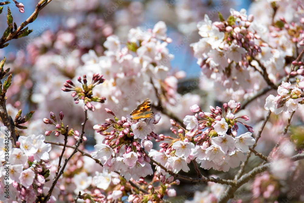A picture of a California Tortoiseshell drinking nectar from some cherry blossoms. Vancouver BC Canada
A picture of a California Tortoiseshell drinking nectar from some cherry blossoms. Vancouver BC Canada