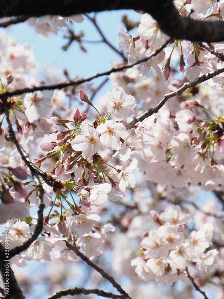 桜
