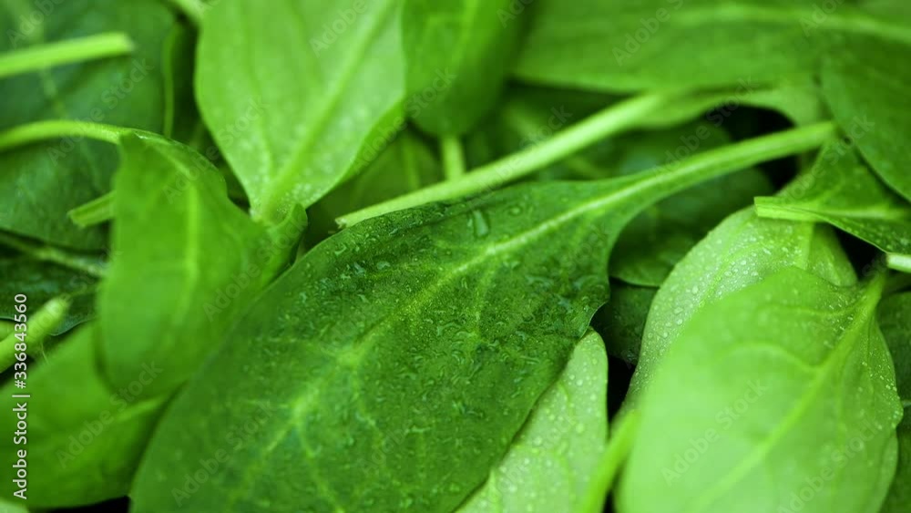 Baby Spinach on a rotating plate (seamless loopable) Baby Spinach on a rotating plate (seamless loopable)