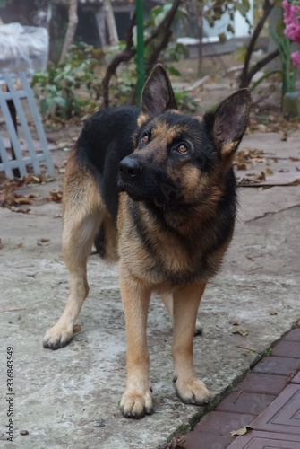 dog, German shepherd standing on a courtyard