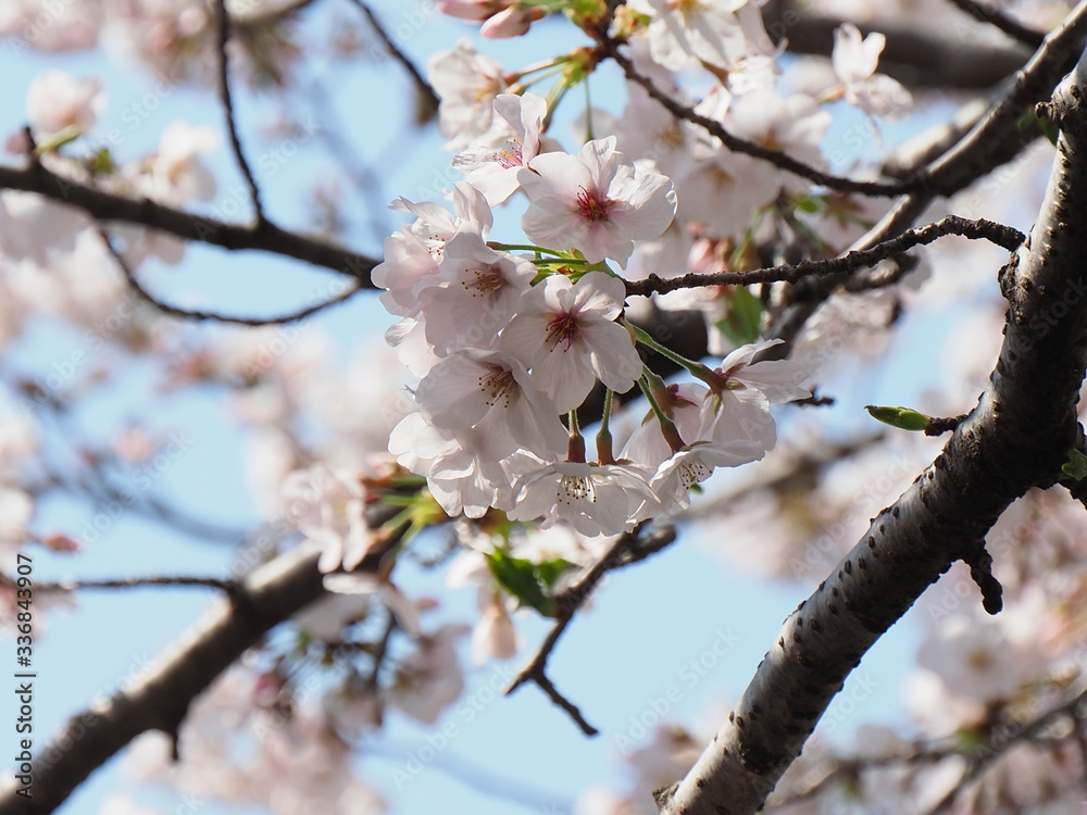 桜 桜