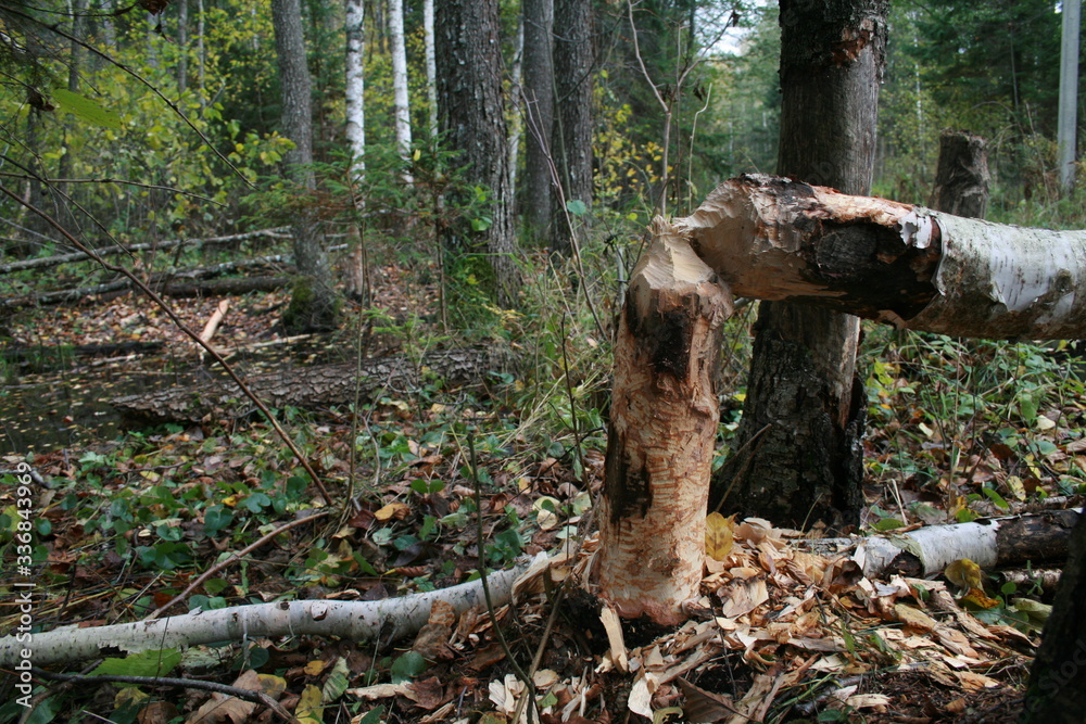 Eurasian beaver (Castor fiber) in natural habitat of wetland Eurasian beaver (Castor fiber) in natural habitat of wetland
