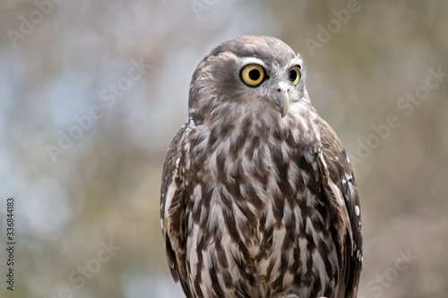 the barking owl is checking all around for preditors