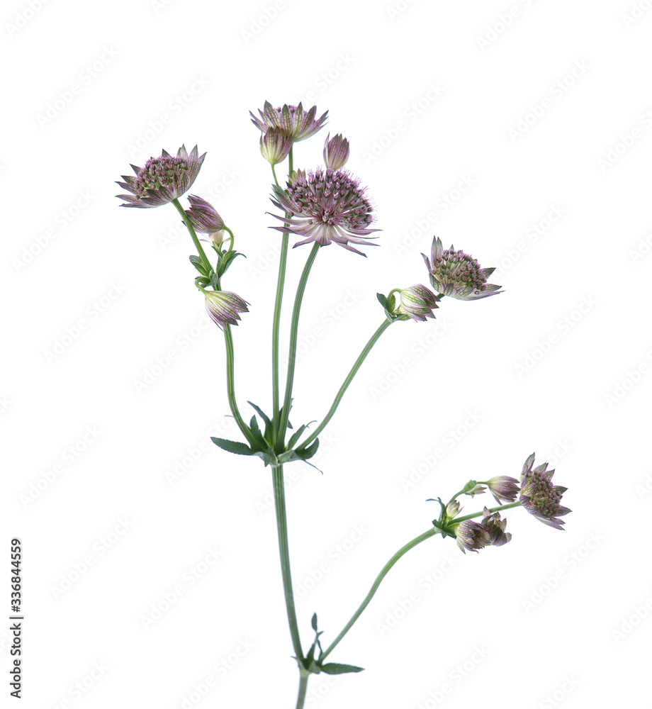 Naklejka premium Beautiful branches of Astrantia isolated