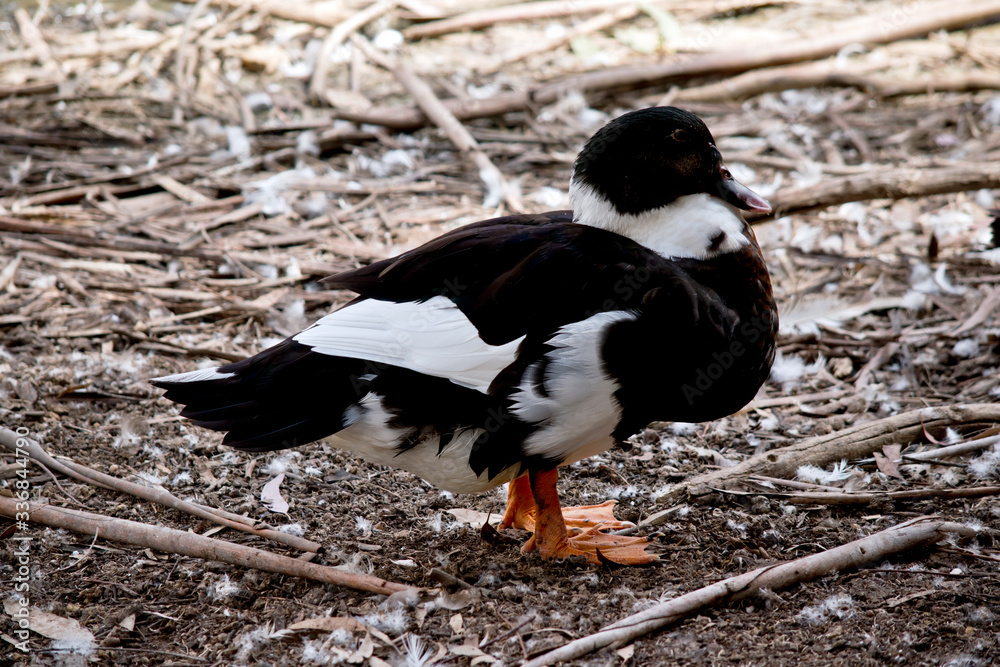 Fototapeta premium this is a side view of a duck