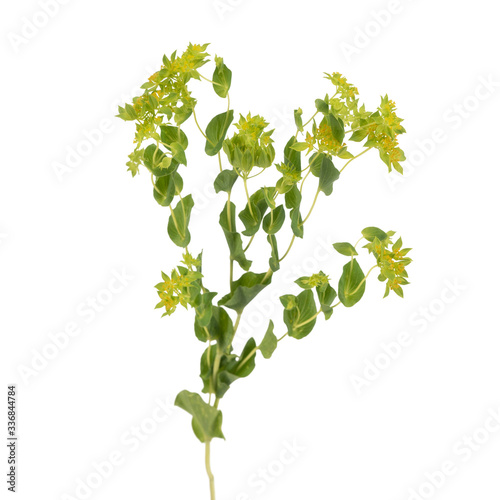 Bright gren branch of Bupleurum isolated