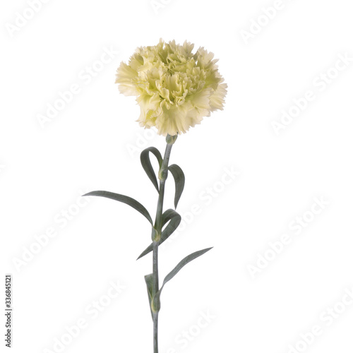 beautiful sensitive flower Dianthus isolated