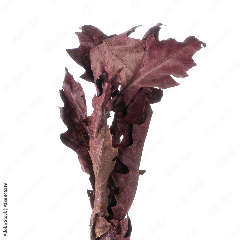 Naklejka premium Dried branches of Quercus Oak isolated