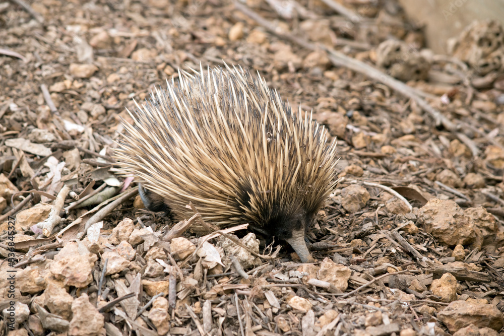 the short nosed echidna is searching for ants the short nosed echidna is searching for ants