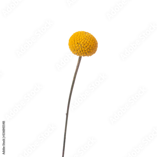 Yellow ball of Craspedia isolated © Михаил Макаренко