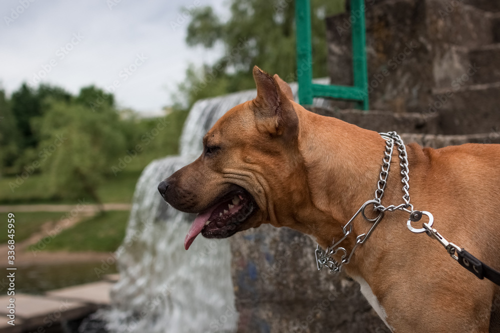 Obraz premium portrait of a beautiful male purebred American Staffordshire Terrier
