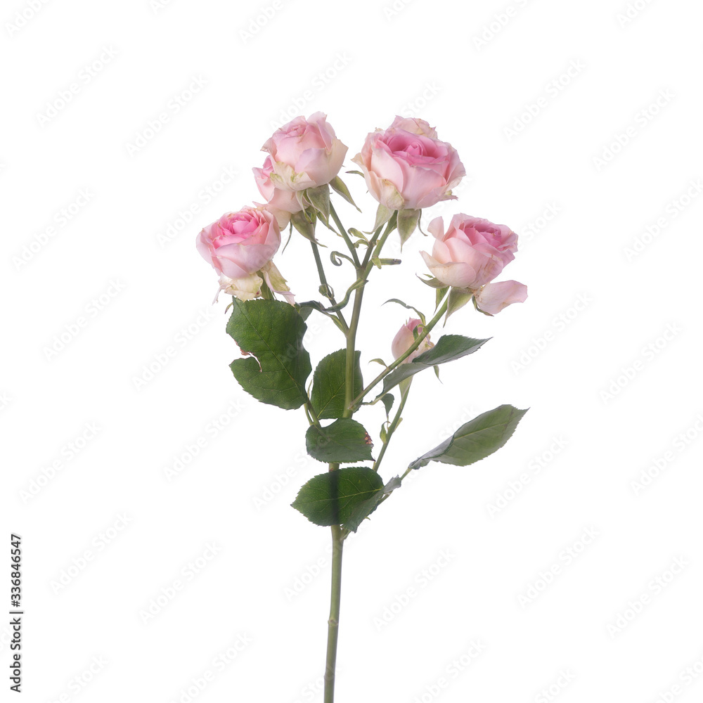 Rose bush Dinara isolated