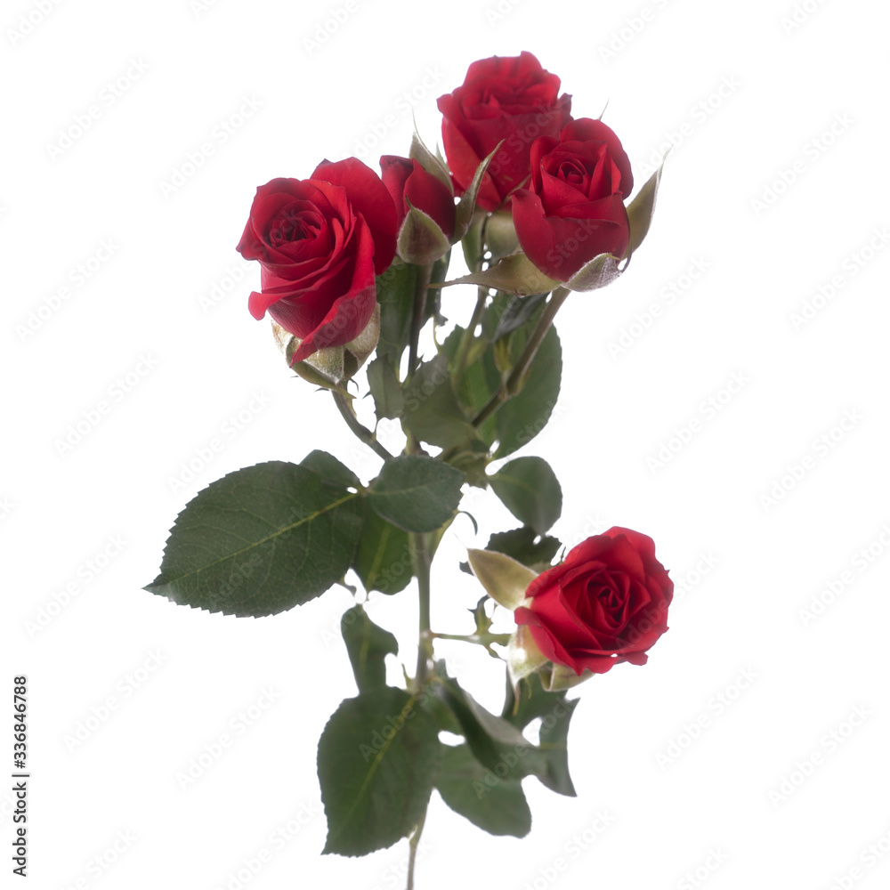 Fototapeta premium red roses isolated on white