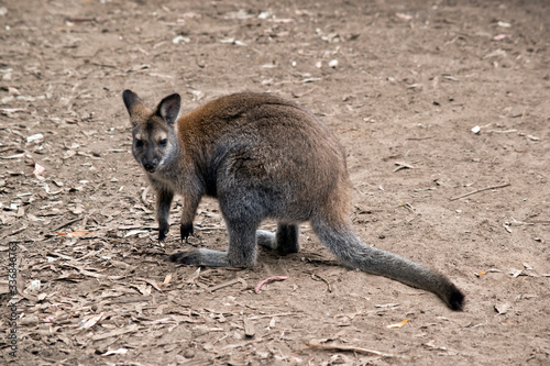 the red necked wallaby is searching for food