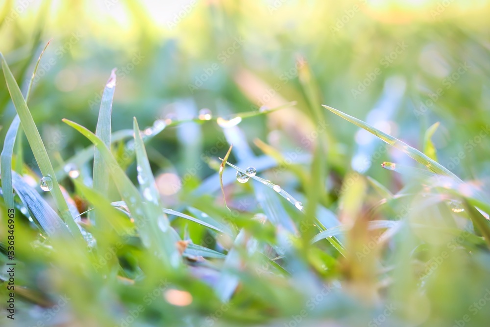 A close up shot of some tiny dew drops on fresh green grass in a early morning.