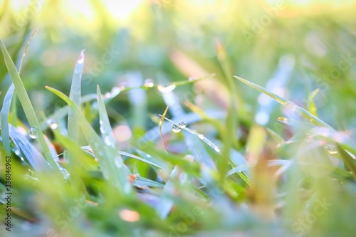 Obraz na płótnie A close up shot of some tiny dew drops on fresh green grass in a early morning. w salonie