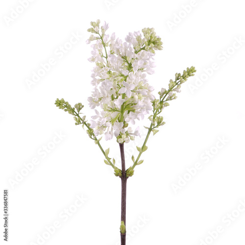 White lilac Syringa vulgaris Florent Stepman bush isolated  © Михаил Макаренко