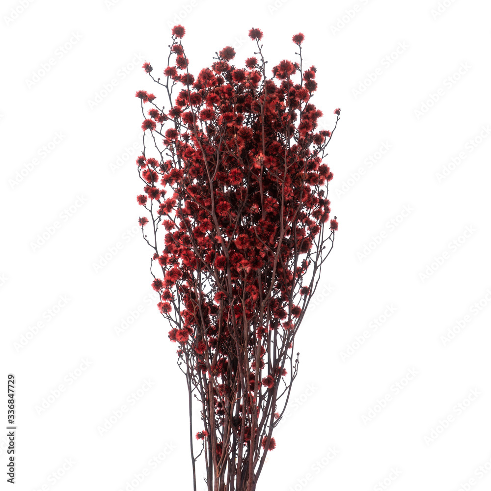 Naklejka premium Branch of Stillingia Toothleaf plant isolated