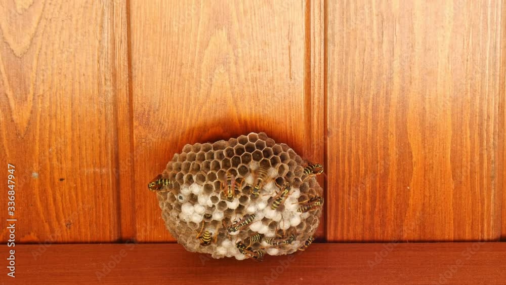 Closeup of wasps working on wasp hive. static shot. Closeup of wasps working on wasp hive. static shot.