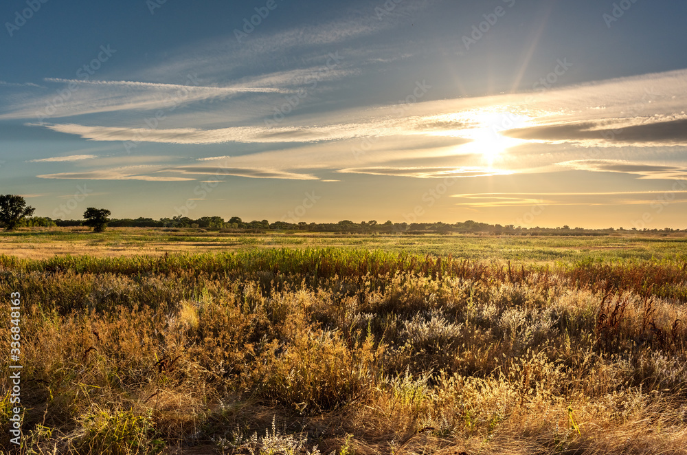 Obraz premium Golden hour landscape of wild grass flowing in the wind in the wetlands of the Cosumnes River Preserve in Galt California with the sun setting on the horizon.