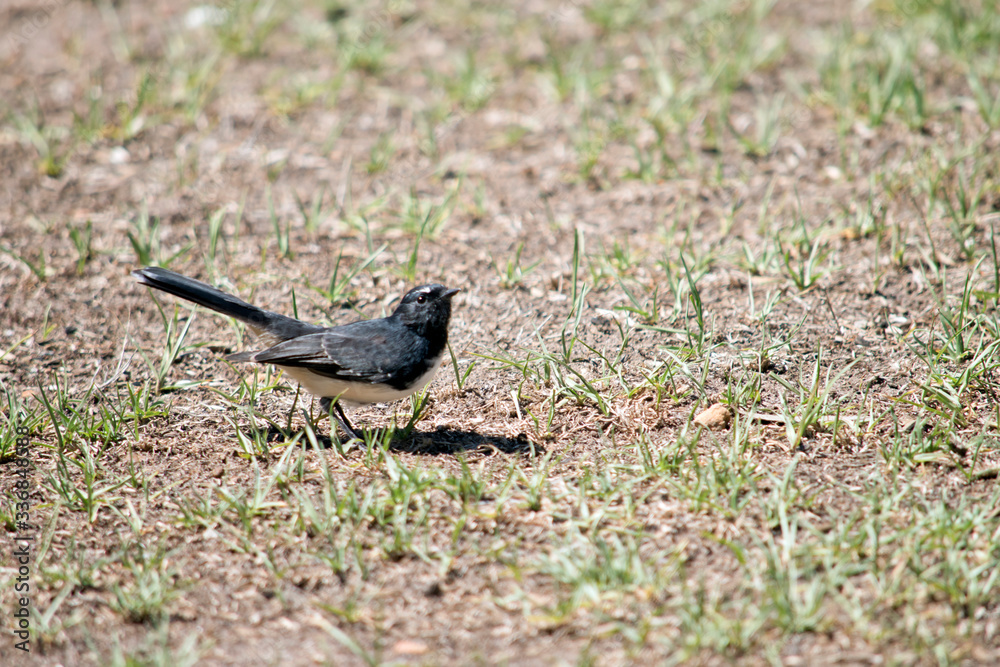 Fototapeta premium this is a side view of a willy wagtail