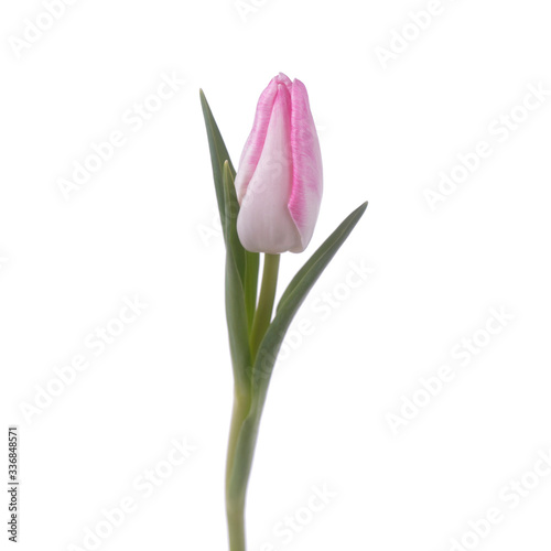 Beautiful color fresh tulip isolated