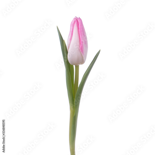 Beautiful color fresh tulip isolated © Михаил Макаренко
