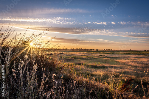 Fototapeta Naklejka Na Ścianę i Meble -  Golden hour landscape of wild grass flowing in the wind in the wetlands of the Cosumnes River Preserve in Galt California with the sun setting on the horizon.