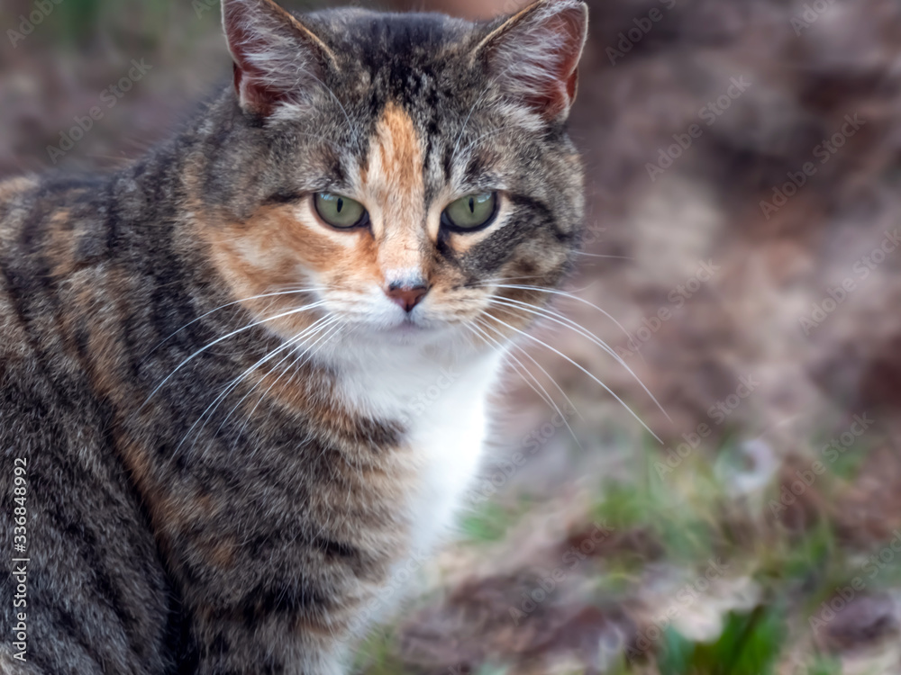 Calico Cat Stare