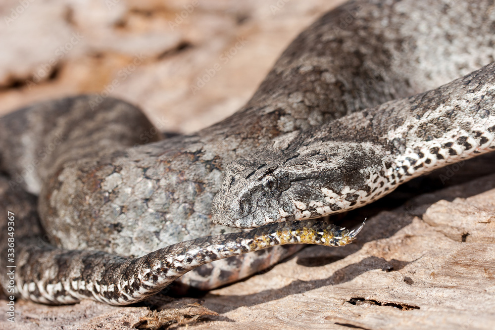 Fototapeta premium Close of of Australian Death Adder showing tail lure