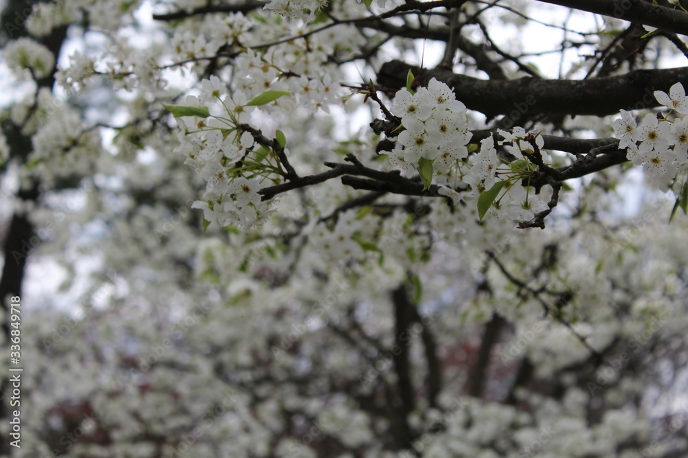 Decorative Pear Tree Decorative Pear Tree
