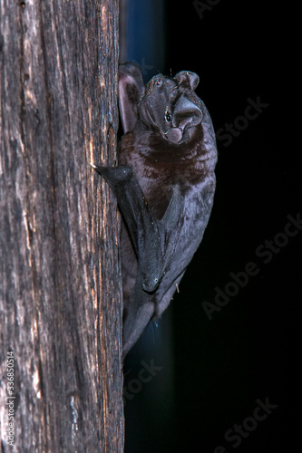 Velvety free tailed bat photographed in Burarama  a district of the Cachoeiro de Itapemirim County  in Espirito Santo. Atlantic Forest Biome. Picture made in 2018