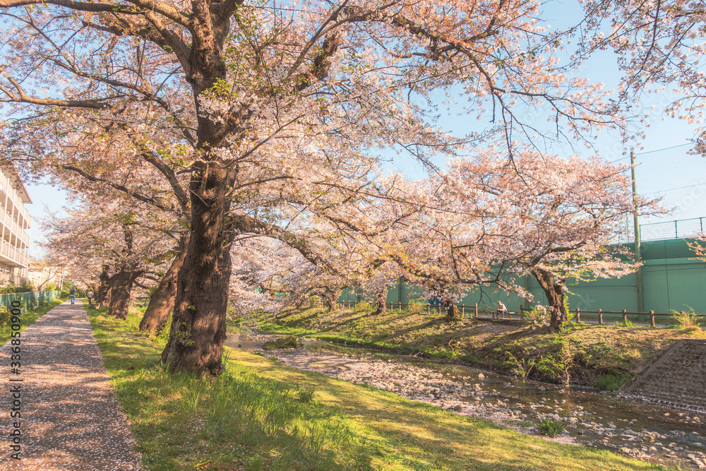 Row of cherry trees in Japan.