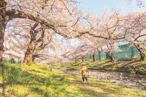 Row of cherry trees in Japan. © An artisan